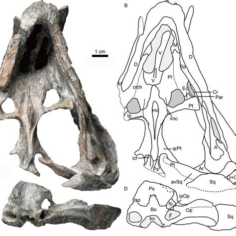 Holotype of Purlovia maxima (PIN 1538/47): palate and zygoma in (A ...