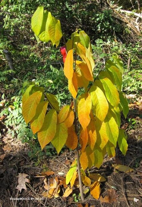 Découvrez lasiminier trilobé aussi appelé Paw Paw