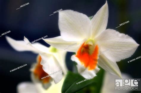 Formosae Dendrobium Hybrid Maryland Usa Stock Photo Picture And