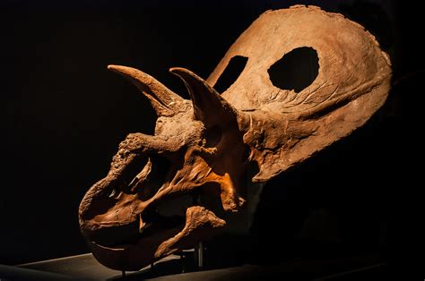 Torosaurus Skull | Extinct Animals