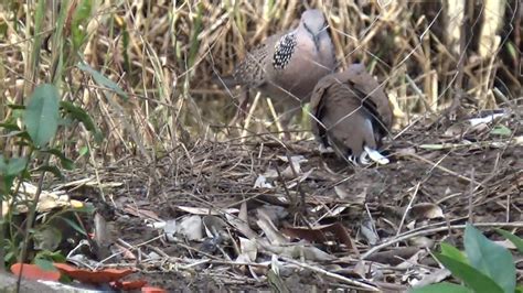 Bay Cu Gay Lai Vung Clip 04 YouTube