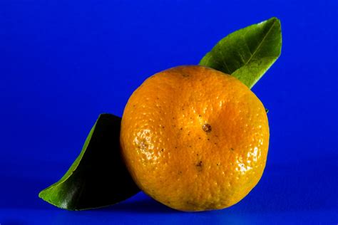 Free Images Leaf Flower Food Produce Yellow Close Up Tangerine