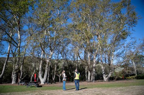 Irvine Reconstructing Its Bommer Canyon Cattle Camp But Will Stay