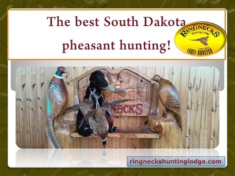 South dakota pheasant hunting | ringneckshuntinglodge by Ringnecks ...