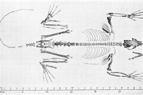 Tracking Notharctus Wyoming’s Prehistoric “lemur”