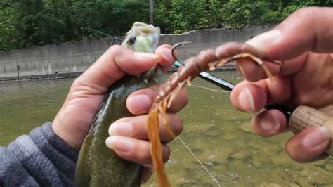 Fishing For Topwater River Smallmouth Bass Centipede Lure Bass