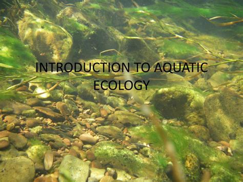 PPT - INTRODUCTION TO AQUATIC ECOLOGY PowerPoint Presentation, free ...