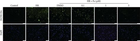 Fucoxanthin Attenuated Ros Levels And Apoptosis In Hk 2 Cells After H R Download Scientific