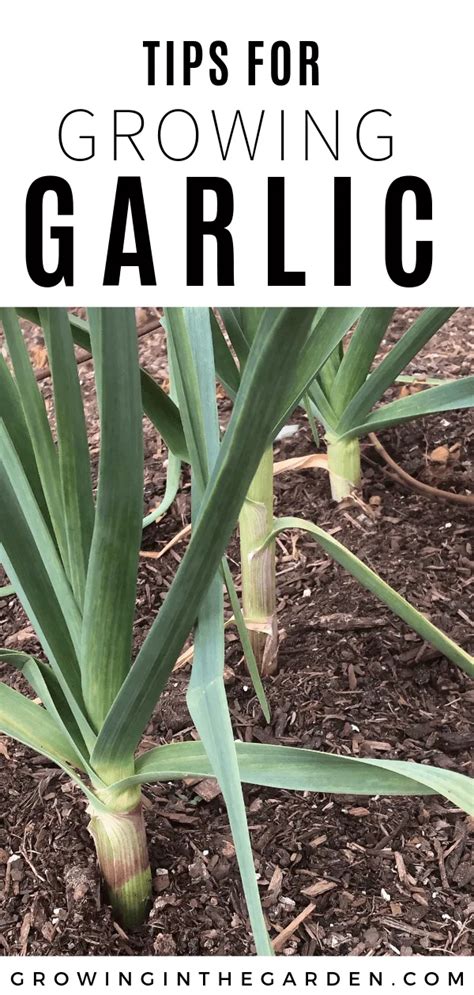 How to Grow Garlic: 10 Tips for Growing Garlic in 2022 | Growing garlic, Vegetable garden for ...