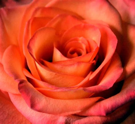 Pin By Sandy Buss On Flower Pics I Have Taken Rose Varieties Orange