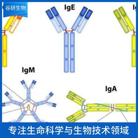 辣根过氧化物酶标记的兔抗牛igm价格，辣根过氧化物酶标记的兔抗牛igm说明书、 辣根过氧化物酶标记的兔抗牛igm规格 上海谷研实业有限公司