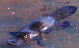 ! Rainforest Platypus ! Tropical Rainforest, North Queensland Australia