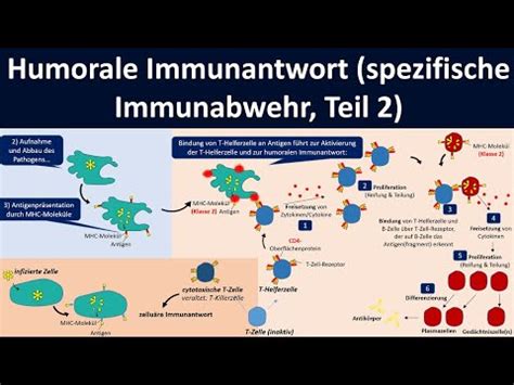 Humorale Immunantwort Spezifische Immunabwehr Teil Biologie