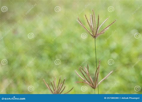 The Beautiful Grass Flower Was In The Field Stock Photo Image Of