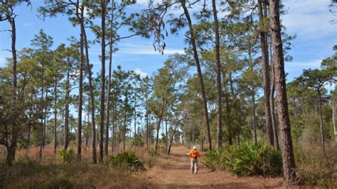 Hiking Brooksville Camping Biking Paddling Florida Hikes