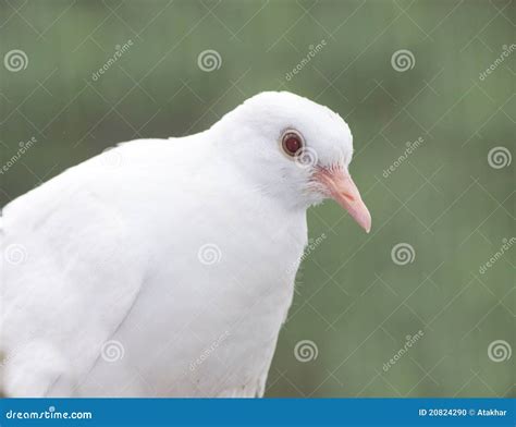 Albino barbary dove stock photo. Image of background - 20824290