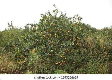 Citrus Reticulata Tree Stock Photo 1243286629 | Shutterstock