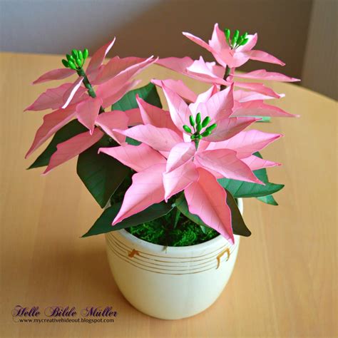 Pink Poinsettia