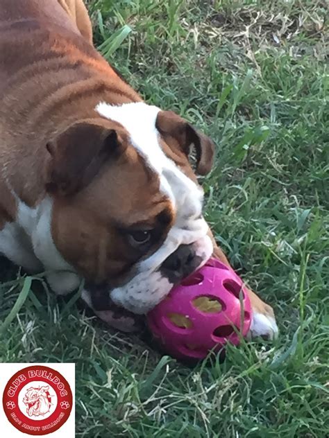 Cute Bulldog Playing With Ball | Club Bulldog