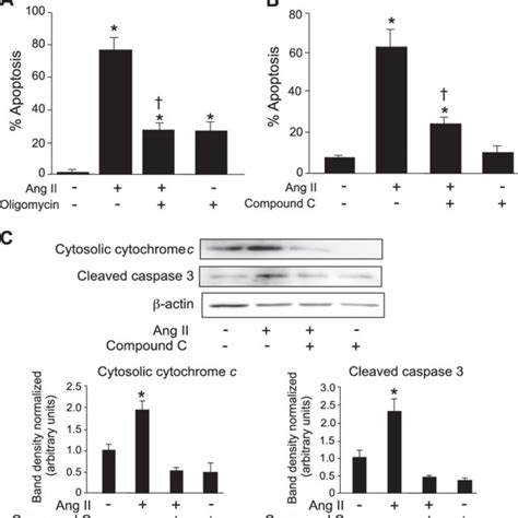 ATP Generation And AMPK Are Required For Ang II Induced Apoptosis In