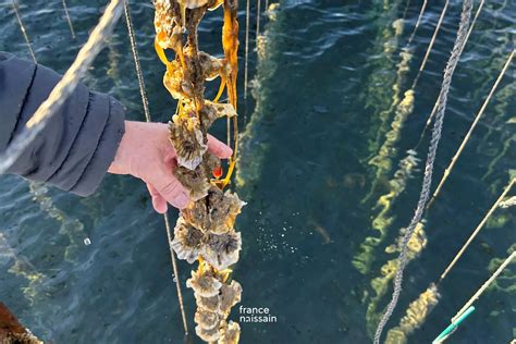 Oyster farming techniques