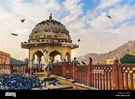 India Jaipur Rajasthan Pigeon Hi Res Stock Photography And Images Alamy