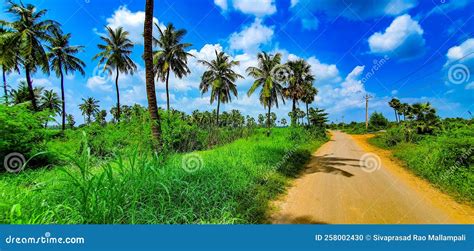 Scenic Green Paddy Fields Against The Backdrop Of Coconut Trees