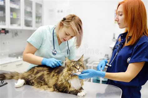 Two Professional Veterinarians Examining A Maine Coon Cat At A