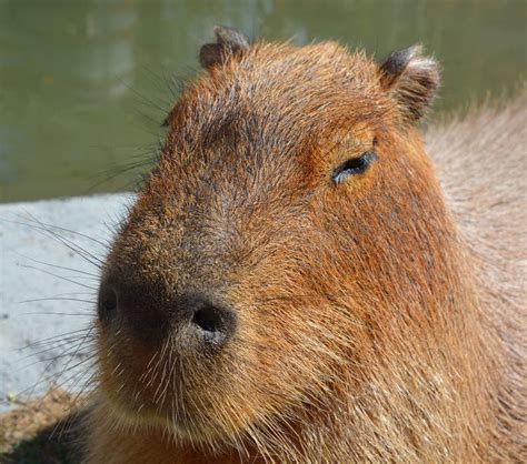 Capybara The Largest Rodent In The World Stock Image Image Of