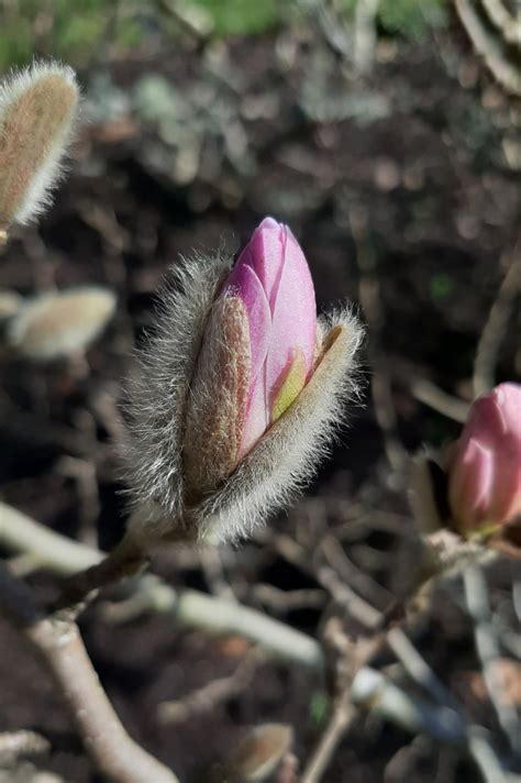 Magnolia stellata - Trees and Shrubs Online