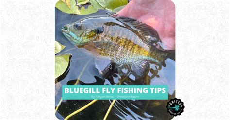 Bluegill Fishing Tips - United Women on the Fly