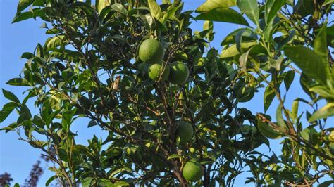 How To Grow And Care For A Lime Tree Step By Step Guide Planet Natural