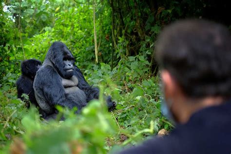 Take A Gorilla Trekking Tour Across Uganda Rwanda And Burundi