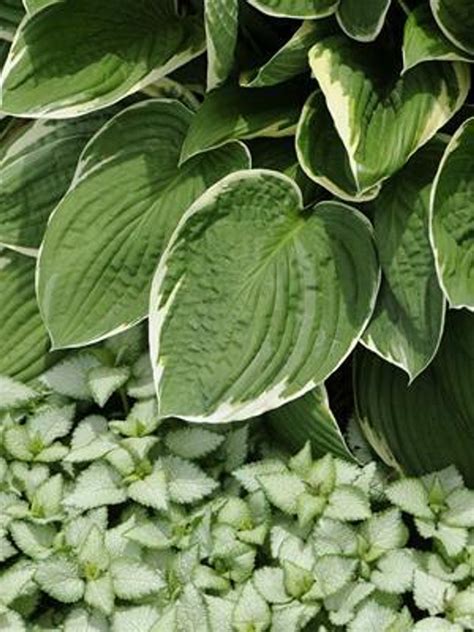 Hosta Crowned Imperial Perennial Plant Sale Bloomin Designs Nursery