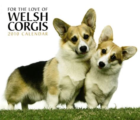 Welsh Corgis For The Love Of 2010 Deluxe Wall 9781421652023 Amazon