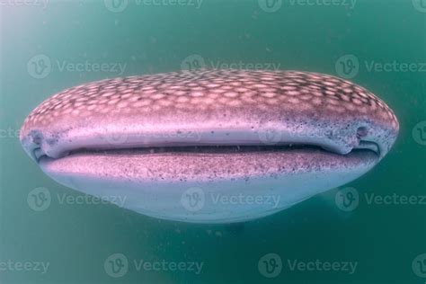 Whale Shark aportrait underwater 17366084 Stock Photo at Vecteezy