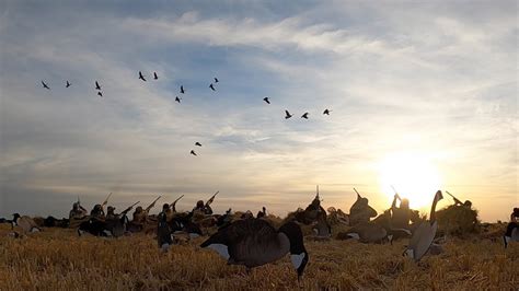 INSANE 2020 Early Season Goose Hunt 68 BIRDS YouTube