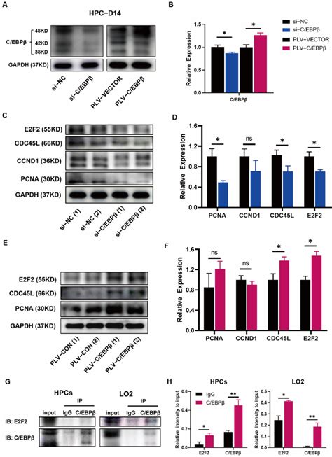 C EBPβ coupled with E2F2 orchestrated cell proliferation of HPCs A B