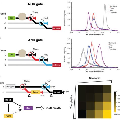 Pdf Reprogramming Eukaryotic Translation With Ligand Responsive