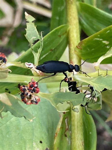 Taking a Look at Tomato Pests - Planters Place