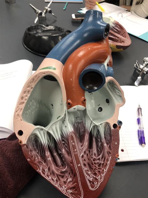 Heart Model Diagram Quizlet