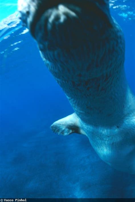 Photographing Mediterranean Monk Seals