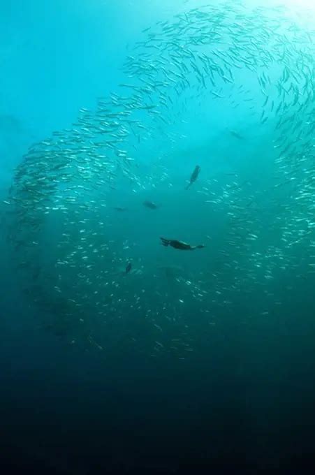 Long Beaked Common Dolphin Delphinus Capensis And Cape Gannet Morus