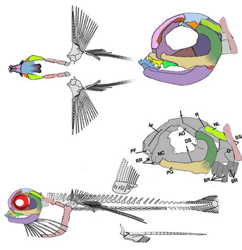 Belantsea Deltoptychius Delphyodontos Obruchevodus Cervifurca