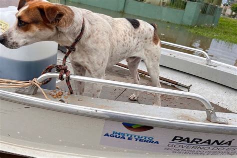 Mais Animais Foram Resgatados Pelo Iat Durante Enchentes