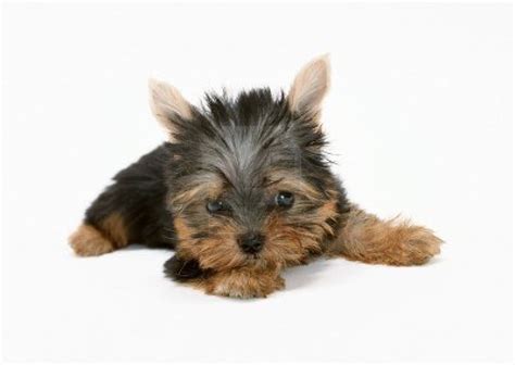 Cute Puppy Dogs: Yorkshire Terrier Puppies