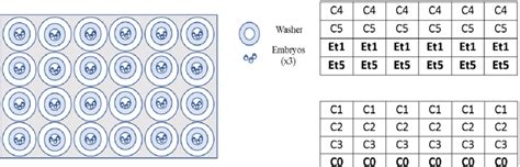 Scheme Setup Of A 24 Well Plate With Washers And Embryos Left Plate