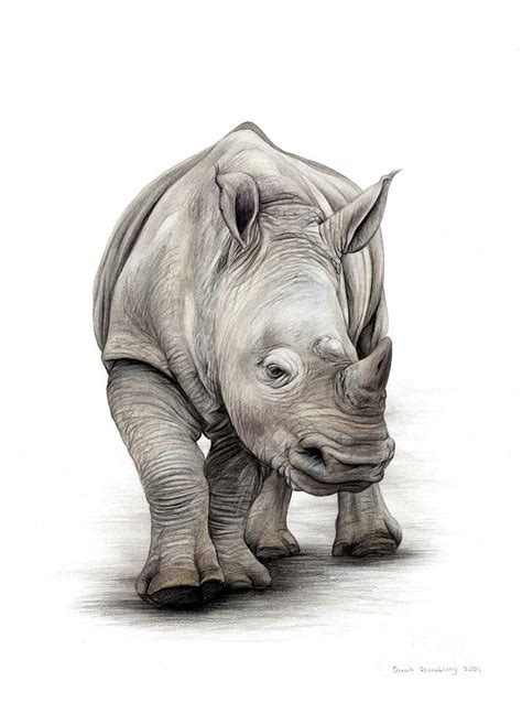 White Rhino Colour Pencil Drawing Drawing By Sarah Stribbling Fine