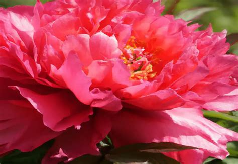 Nippon Beauty Peony The Jewel Of The Japanese Garden The Green Thumb