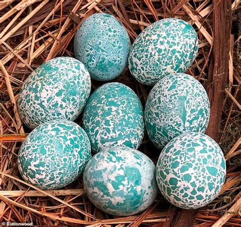 Can You Spot The Difference Some Of These Eggs Are Made Of Chocolate